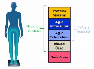 bascula de bioimpedancia informe